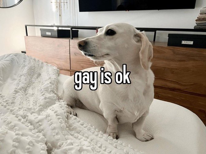 that homophobic dog meme with text:gay is ok