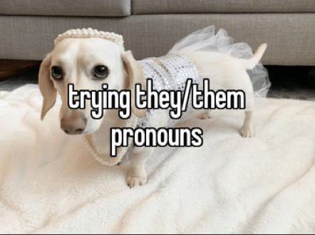 that homophobic dog meme with text:trying they/them pronouns
