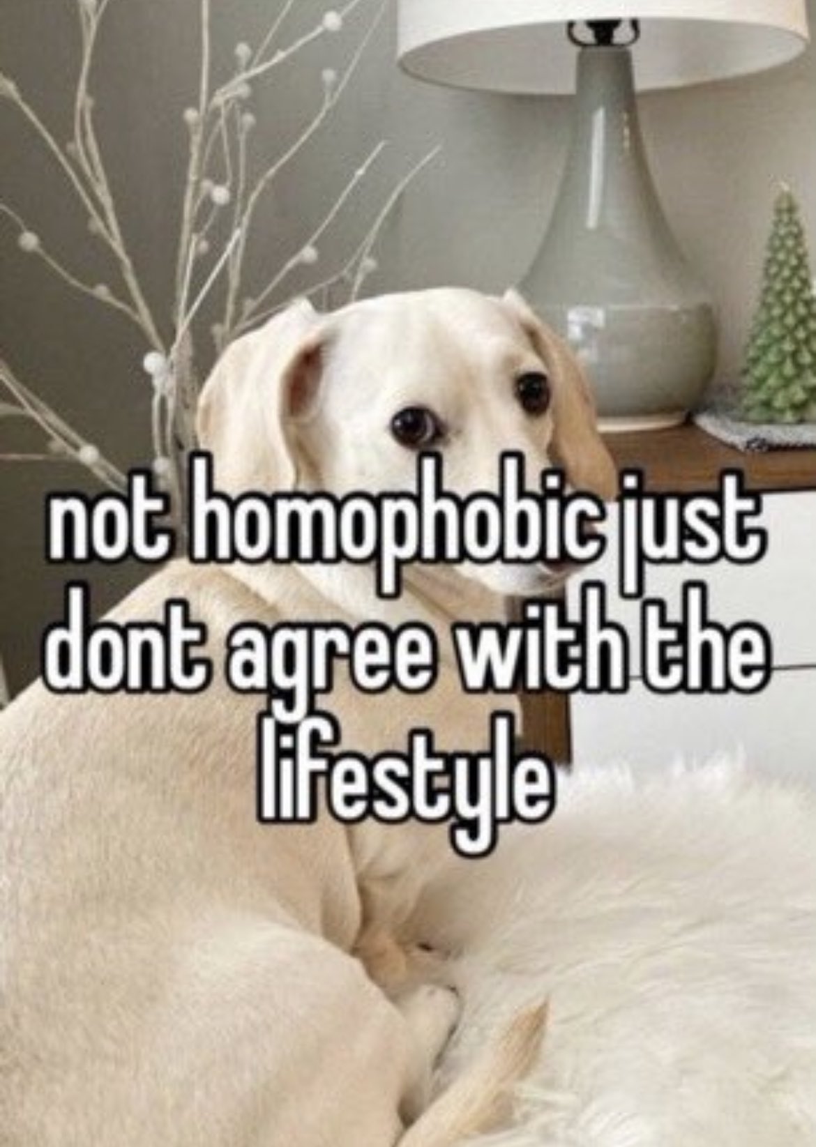 that homophobic dog meme with text:not homophobic just don't agree with the lifestyle