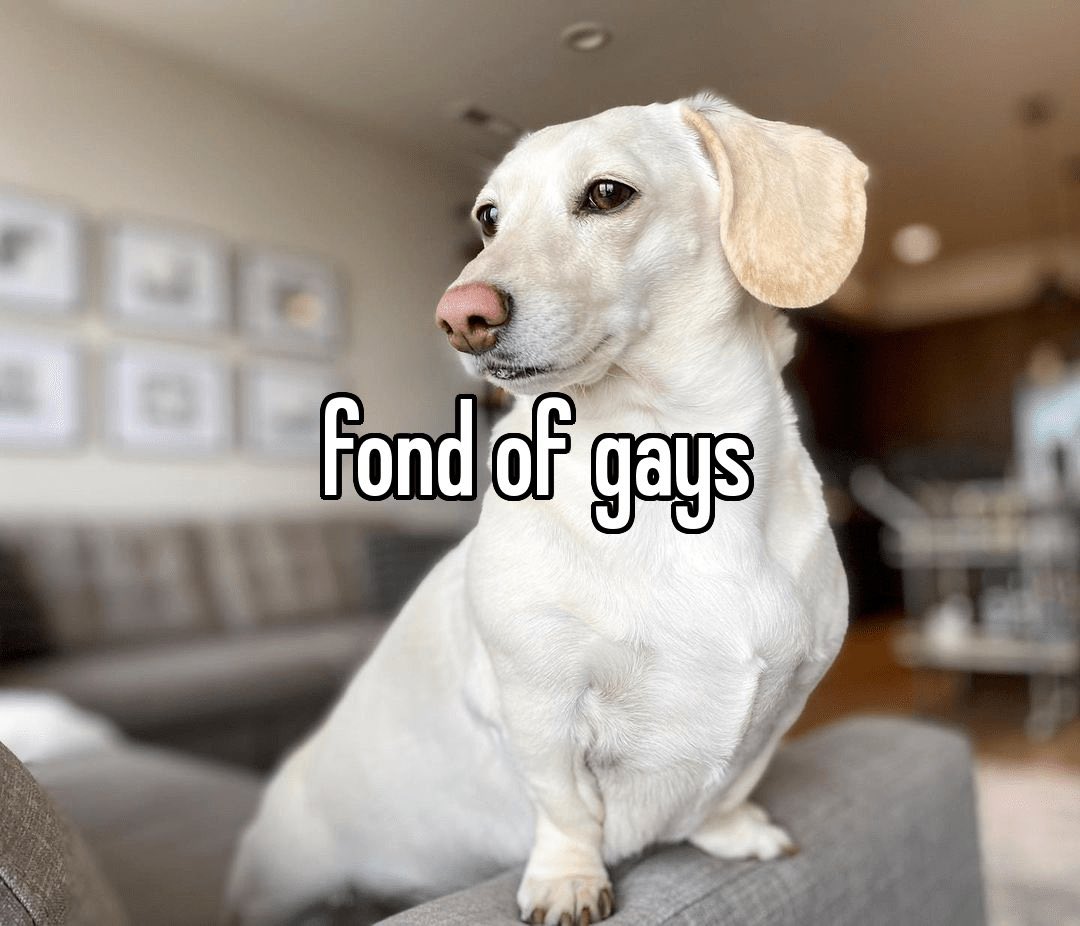 that homophobic dog meme with text:fond of gays