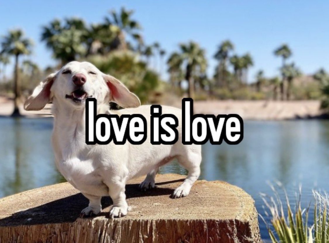 that homophobic dog meme with text:love is love