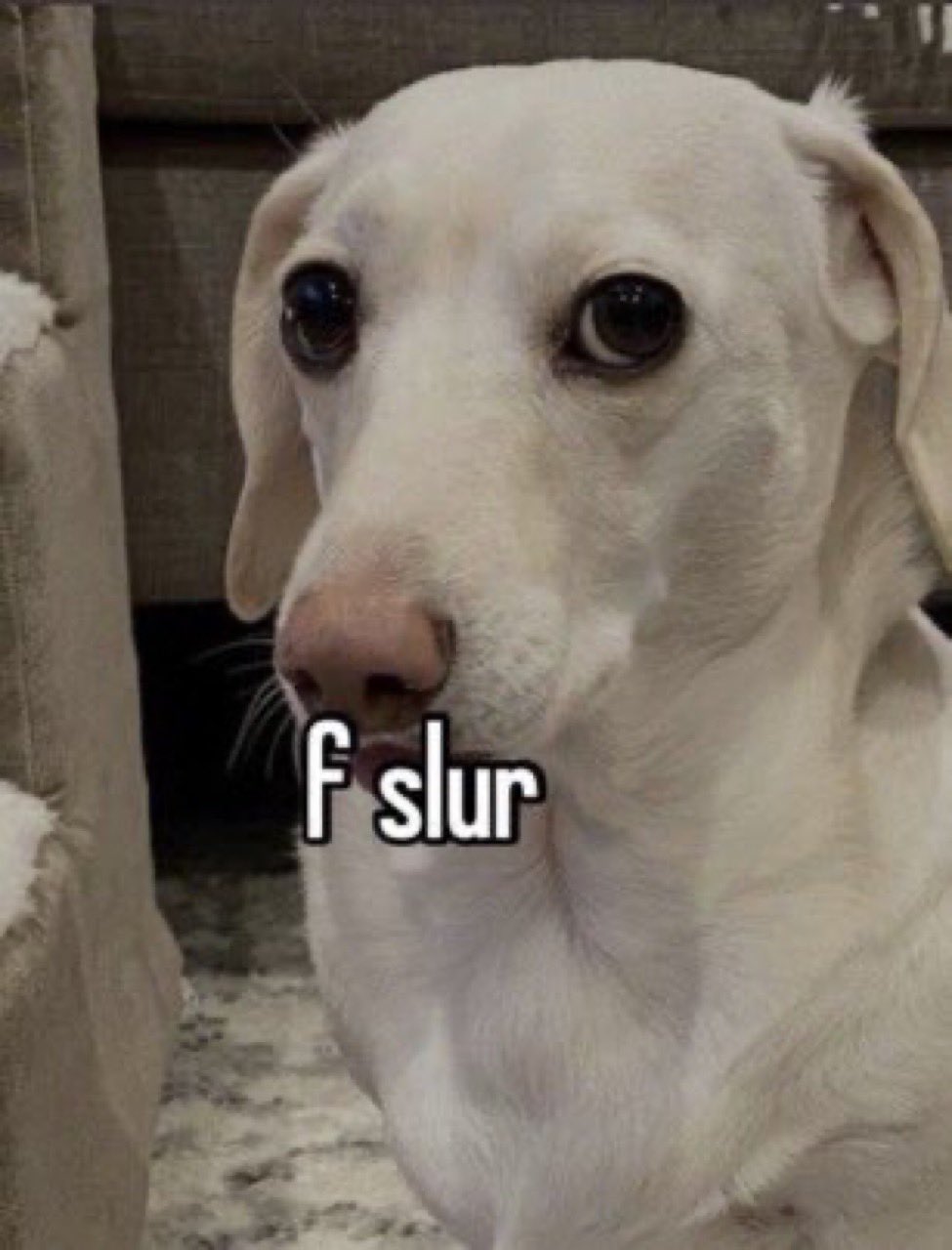 that homophobic dog meme with text:f slur