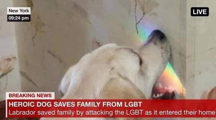 that homophobic dog meme with text: