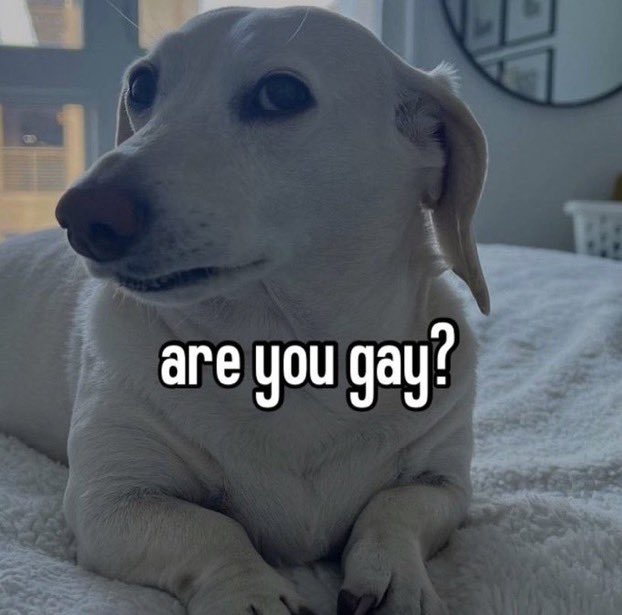 that homophobic dog meme with text:are you gay?