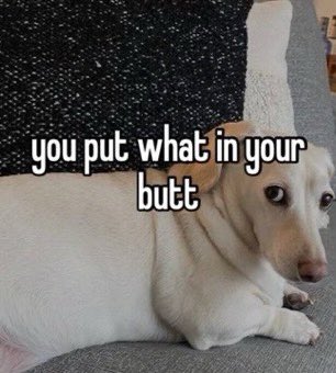 that homophobic dog meme with text:you put what in your butt