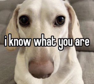 that homophobic dog meme with text:i know what you are