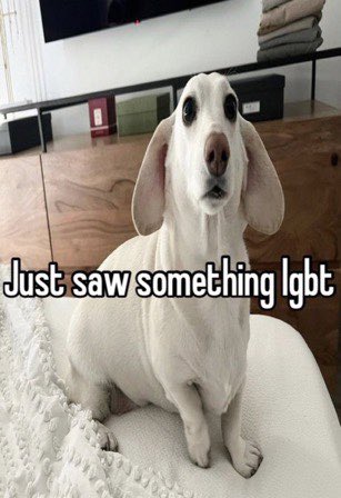 that homophobic dog meme with text:just saw something lgbt