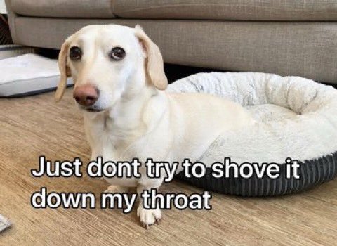 that homophobic dog meme with text:Just don't try to shove it down my throat