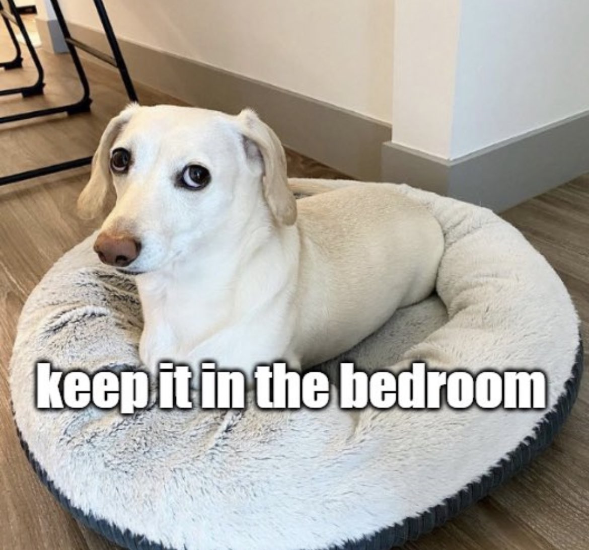 that homophobic dog meme with text:keep it in the bedroom