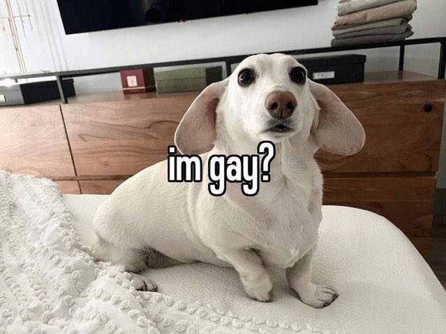 that homophobic dog meme with text:im gay?
