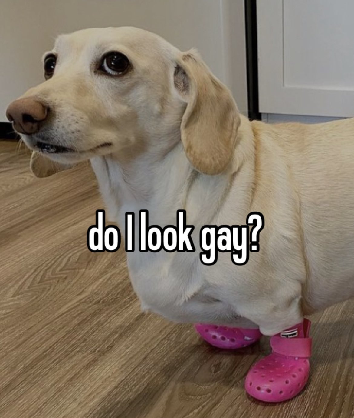 that homophobic dog meme with text:do i look gay?