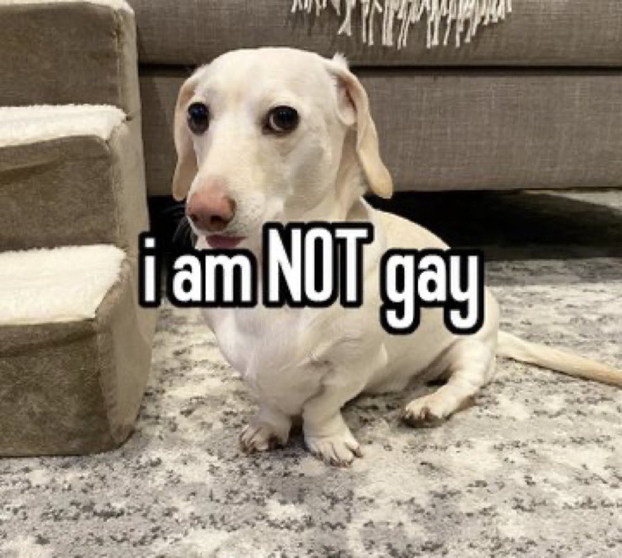 that homophobic dog meme with text:I am NOT gay