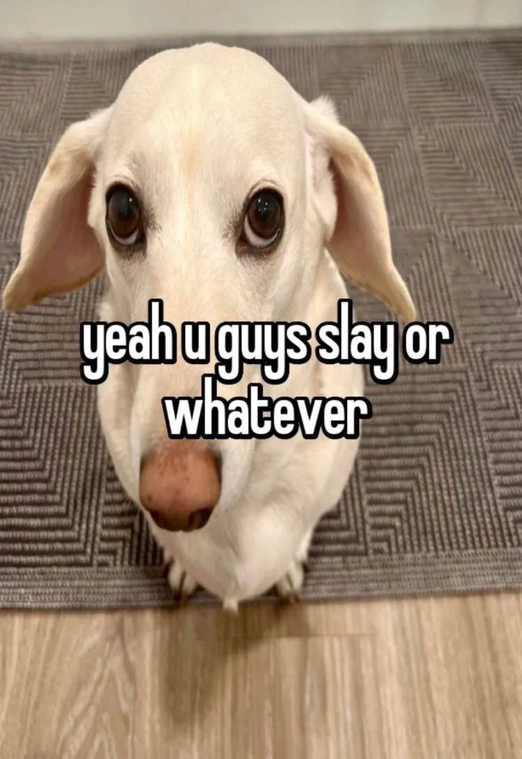 that homophobic dog meme with text:yeah u guys slay or whateer