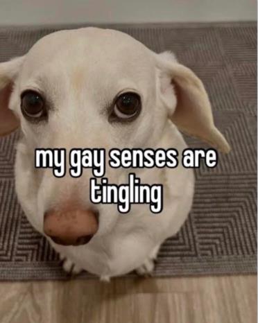 that homophobic dog meme with text:my gay senses are tingling