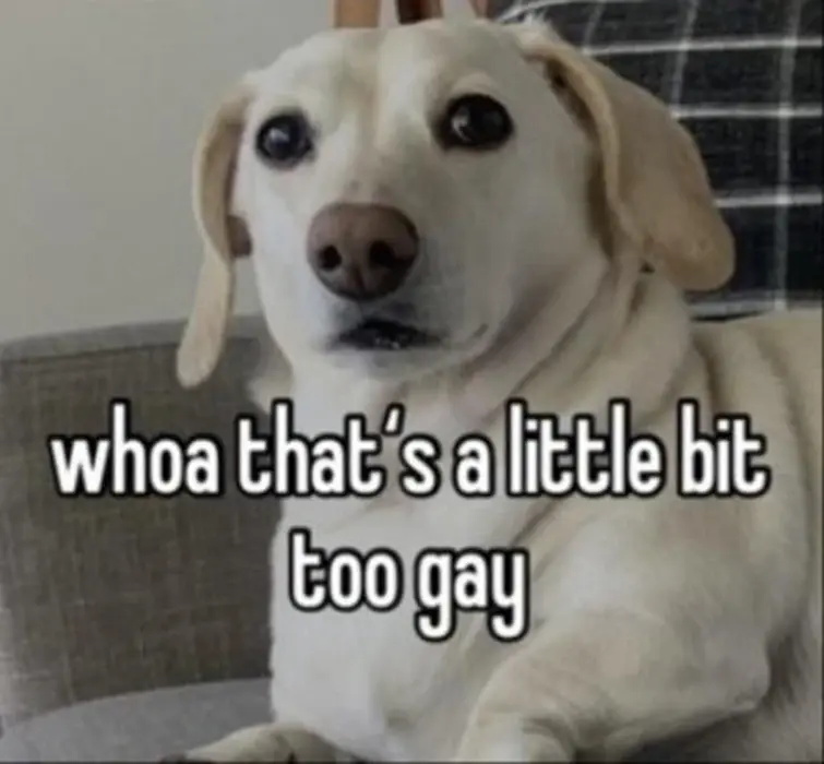 that homophobic dog meme with text:whoa that's a little bit too gay