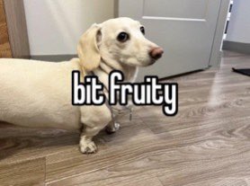that homophobic dog meme with text:bit fruity
