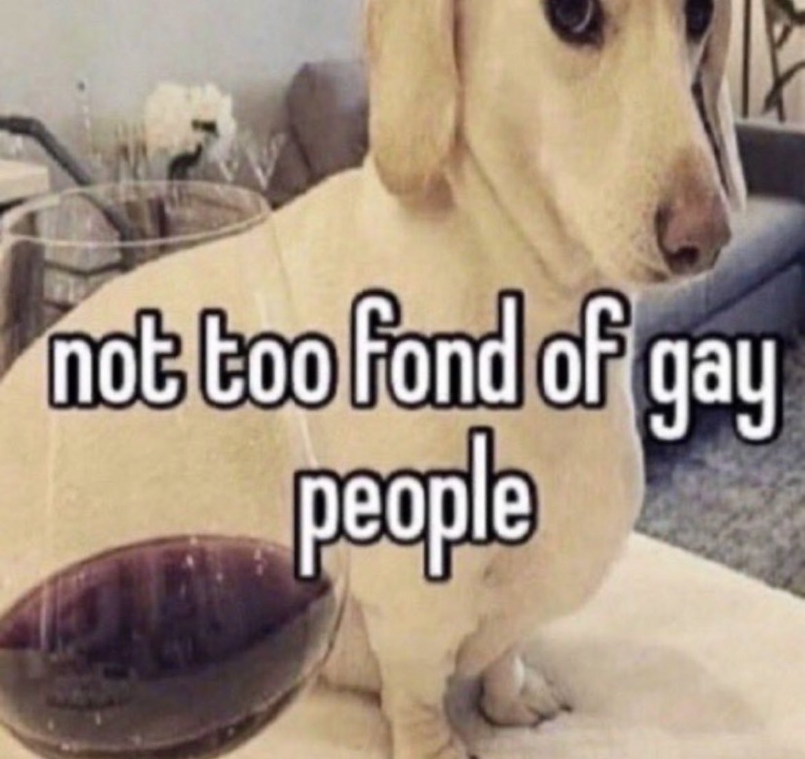 that homophobic dog meme with text:not too found of gay people